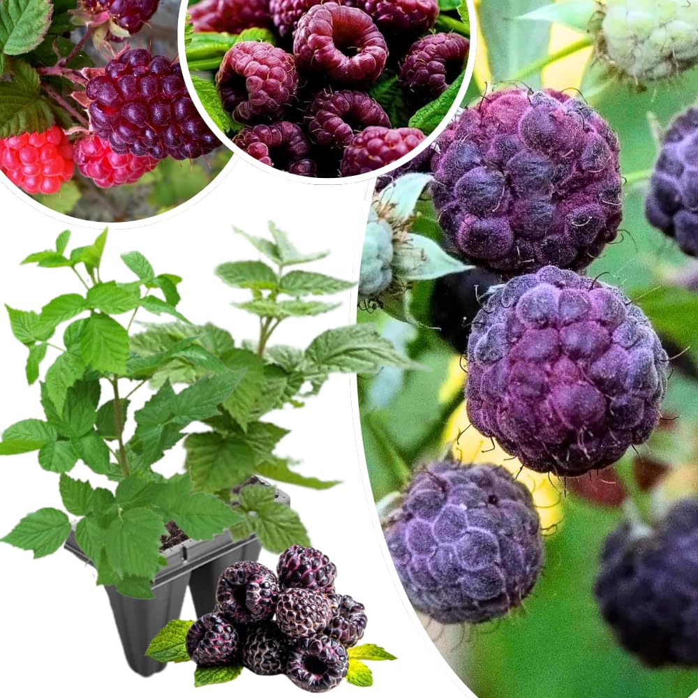 2-Pack Raspberry Plants Live, Raspberry Bushes Live Plants Well-Rooted, 5-9 Inch Tall, Raspberry Fruits (Glencoe Raspberry)