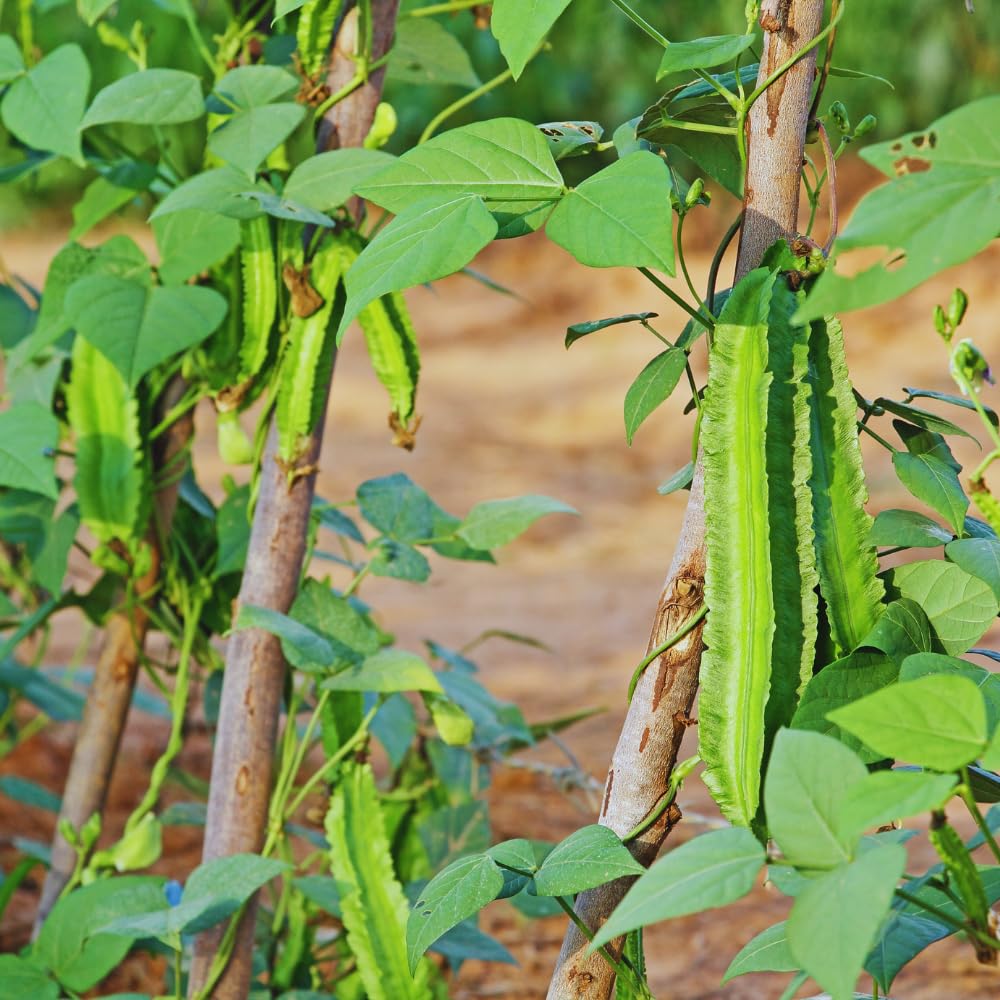 50 Winged Bean Seeds for Planting, Vegetable Seeds, Heirloom Seed