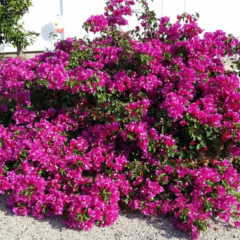 3 Deep Pink Bougainvillea Plants Live, 4-8” Tall Well-Rooted Bougainvillea Vine Flower Plants, Tropical Climbing Plants, No Pot