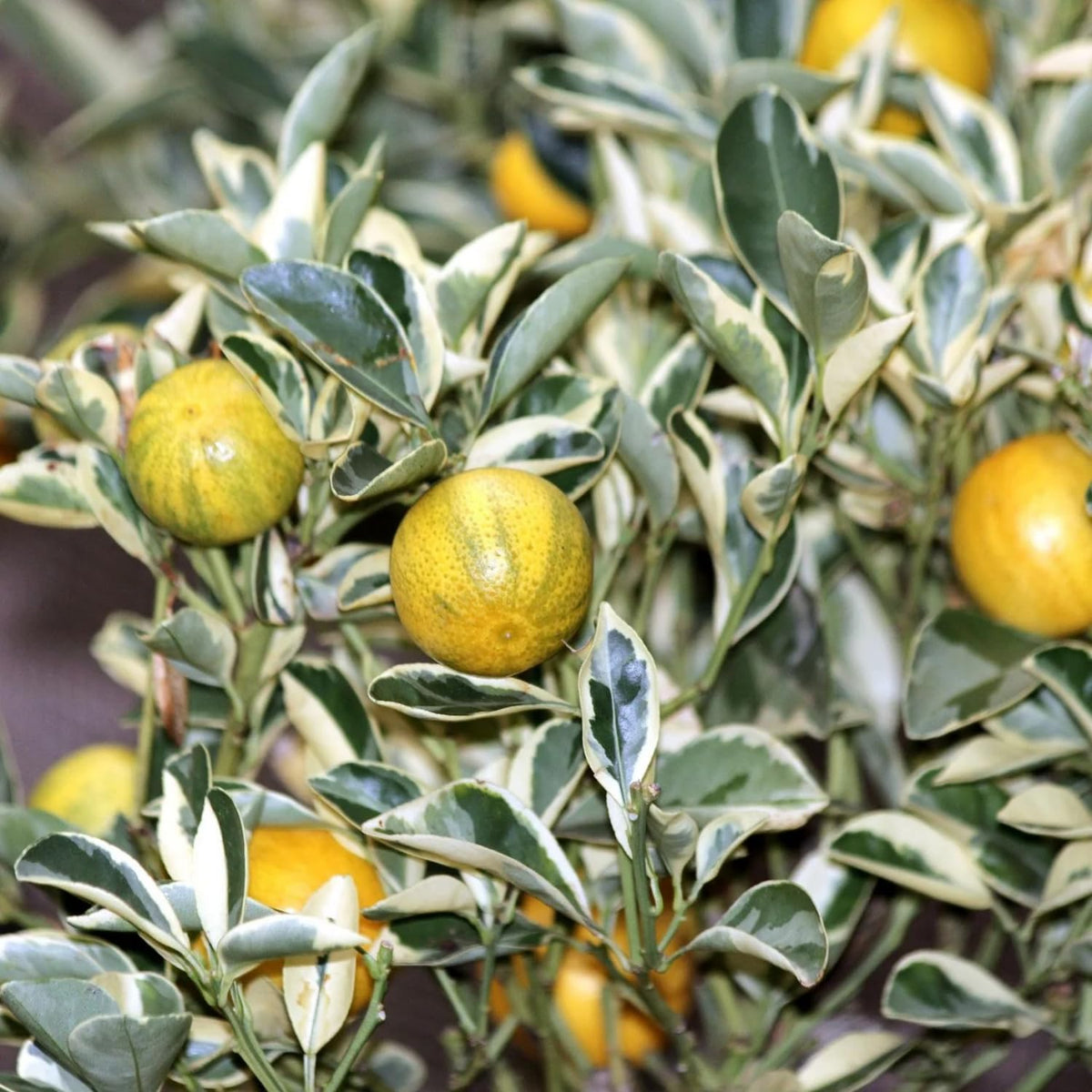 Variegated Kumquat Tree Live Plant in 5 Gallon Pot, Decorative Citrus Tree, Fruit-Bearing Kumquat for Patio or Outdoor Planting