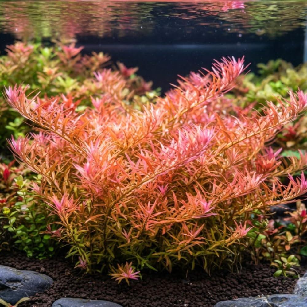 H'ra Red Rotala Aquarium Plant, 1 Bundle Live Stem Plant