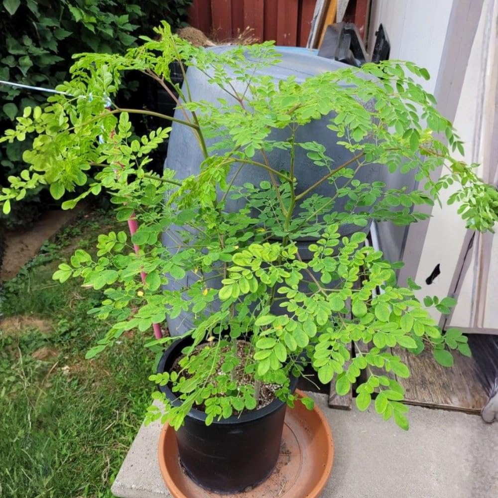 Moringa Tree Live Plant 1-2 Ft Tall in 1 Gallon Pot, Drumstick Moringa Oleifera Tree, Fast Growing Edible Tropical Tree - No Ship to CA