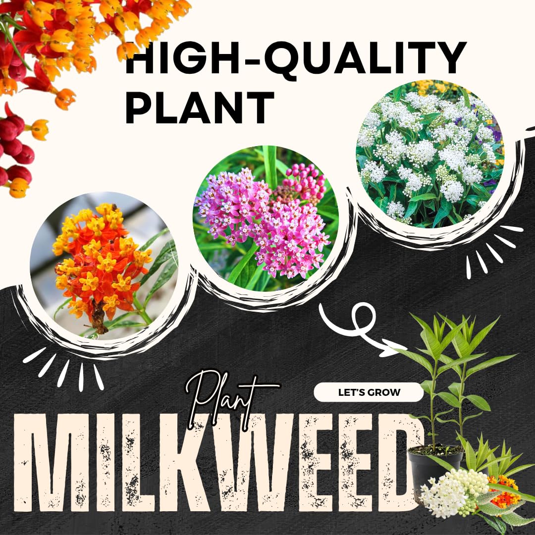 Pack 4 Butterfly Milkweed Plants Live, Milkweed Live Plants, 5-8" Height Asclepias Tuberosa Perennial Flowers Home Garden (Mix Milkweed)