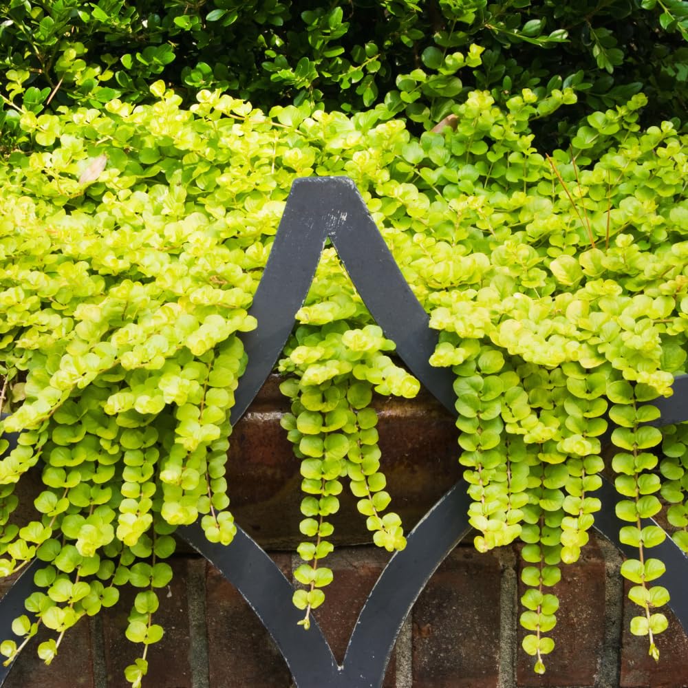 Set 2 Creeping Jenny Live Plant, Starter Plant from 1 to 3 Inches Tall for Groundcover, Vibrant Foliage, Ready for Planting