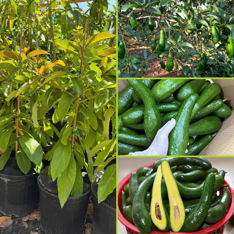 Long Avocado Tree Live Plant, Cold Hardy Avocado Tree Grafted, 3-3.5 Feet Tall, Outdoor Garden Growing