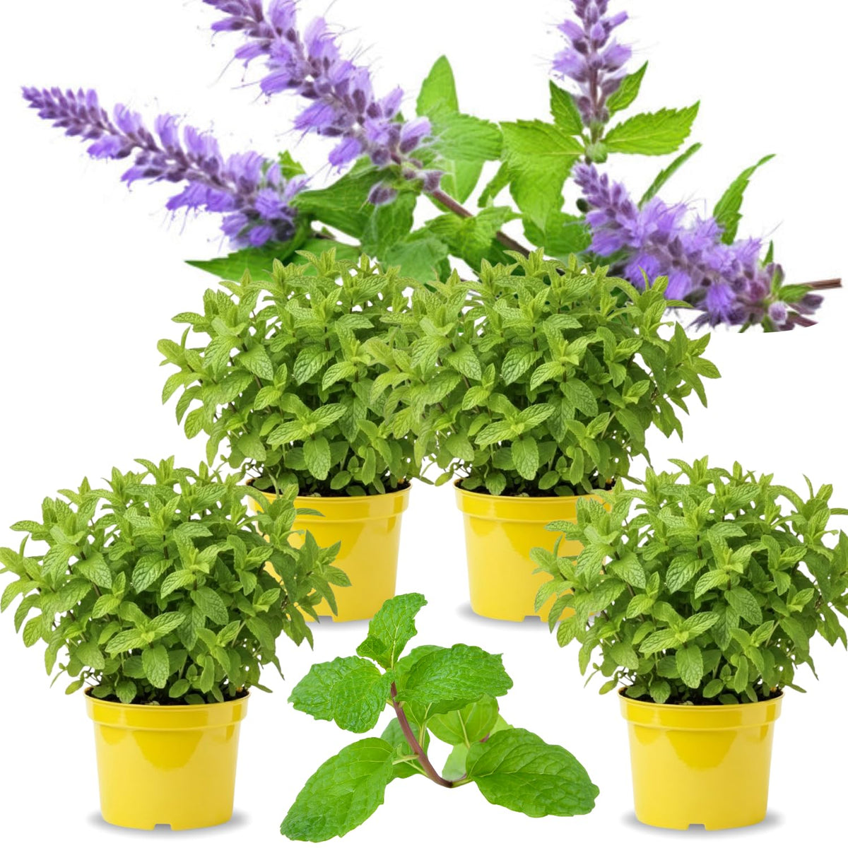 4 Spearmint Plants Live for Spring Planting, Fragrant Culinary Herb Mint for Indoor Outdoor Zones 3-11, Very Hardy and Fast Growing, Size 4-7" in Tall