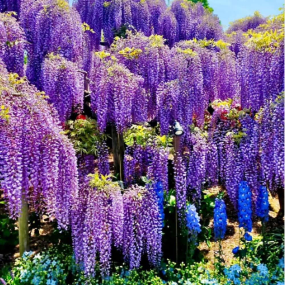Wisteria Bushes Live Plant, 8-12'' Tall Well Rooted, Purple Flowering Vine for Outdoor Growing (Purple Wisteria)