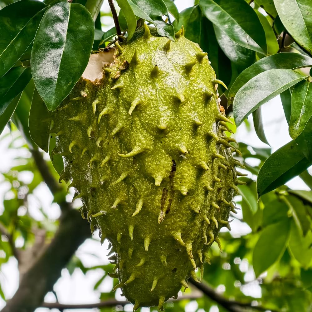 Grafted Soursop Tree Live Plant, Annona Muricata Plant, Guanabana Fruit Trees, 2-3 Feet Tall Sweet Soursop Plant, No Ship to CA