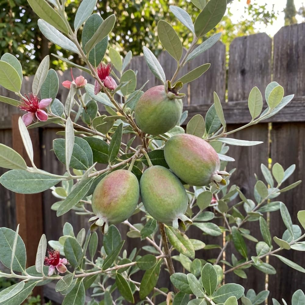 Pineapple Guava Tree Live Plant, Sweet Edible Fruit Tree, Fully Rooted Guava Plant, 2-3' Tall in 3 Gallon Pot for Outdoor Garden Ready, No Ship to CA