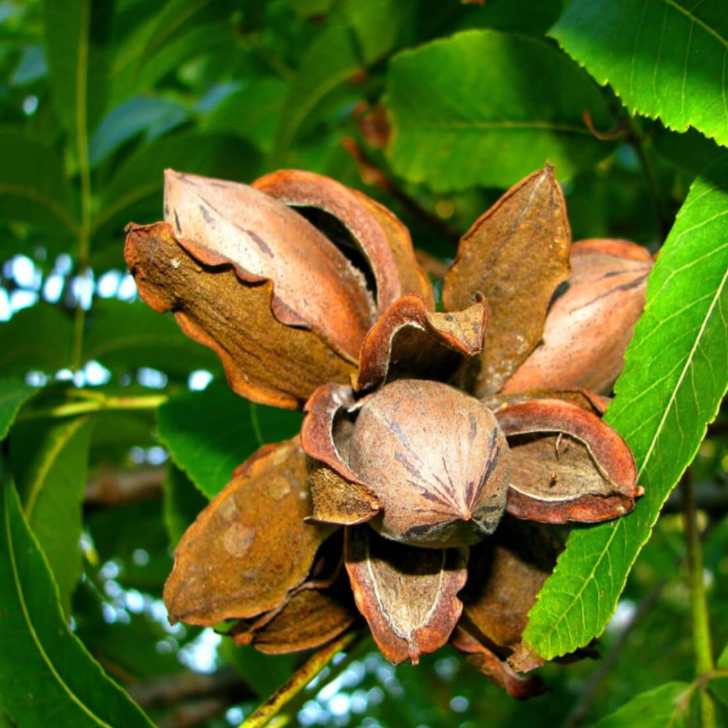 2 Pecan Tree Live Plants, Hardy Pecan Seedlings, 12 Inches Tall, Ready to Plant Outdoor Garden