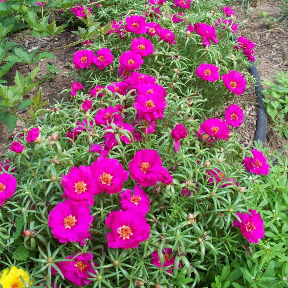 Set 2 Portulaca Live Plant, 4-6 Inch Tall, Moss Rose Plants Live, Rare Portulaca Plants for Growing Indoor Outdoor (Purple Pink)