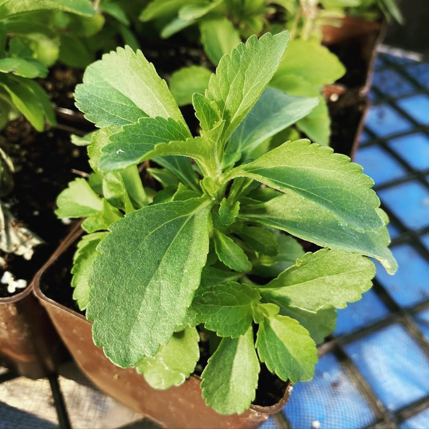 Set of 2 Stevia Plants Live 4–6'' Tall, Fragrant Herb Plant for Containers or Garden Growing, Well Rooted Herbs