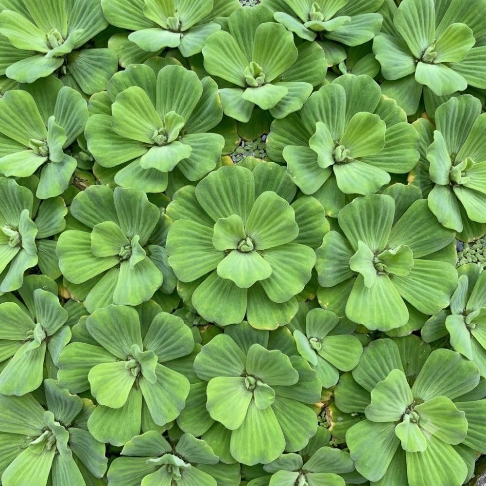 2 Water Lettuce Live Floating Freshwater Plant