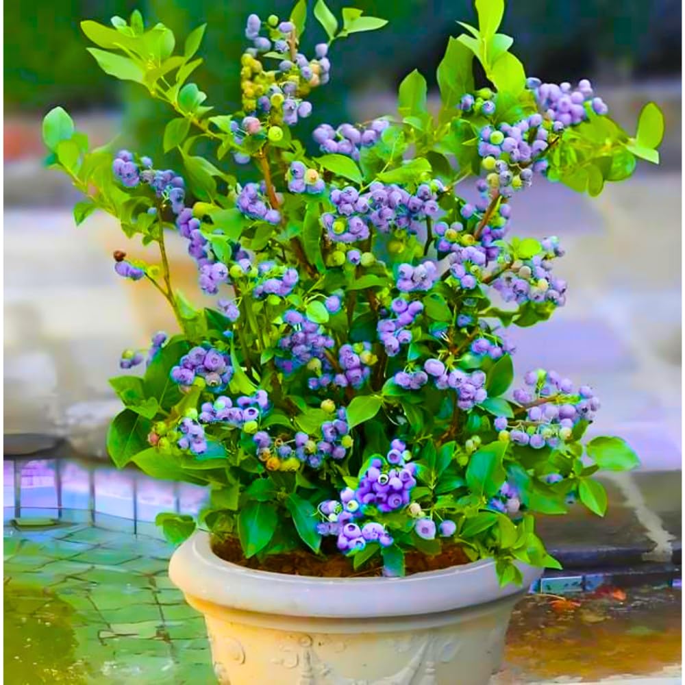 Fruit-Bearing Prince Blueberry Bush Tree Live Plant, 2 Years Old 1-2 Feet Tall in 1 Gallon Pot, Blueberries Plants, High Yielding, Ready to Harvest, No CA