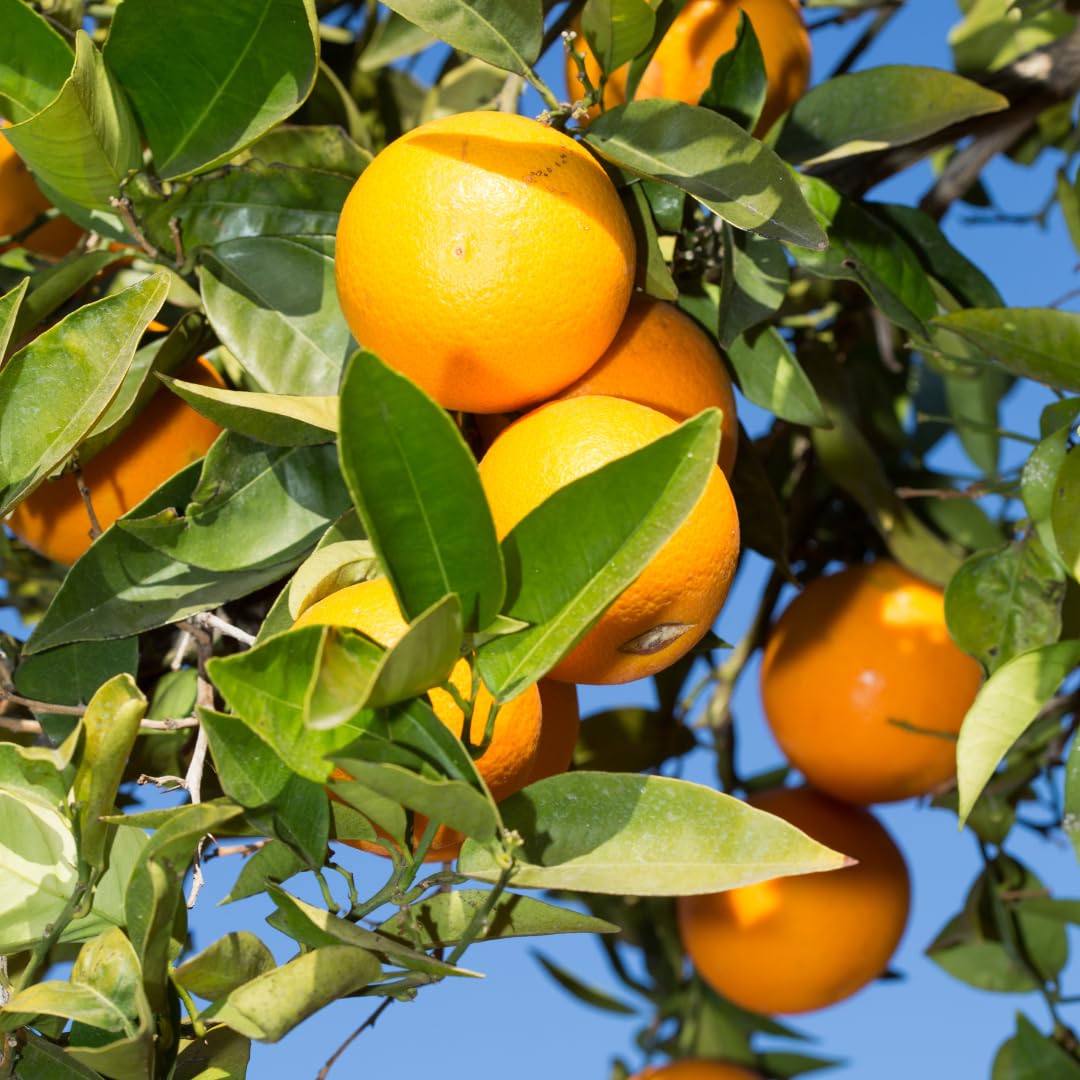 Valencia Orange Plant Live, Orange Tree, Sweet Citrus Tree, 4-5 Feet Tall in 5 Gallon Pot for Growing