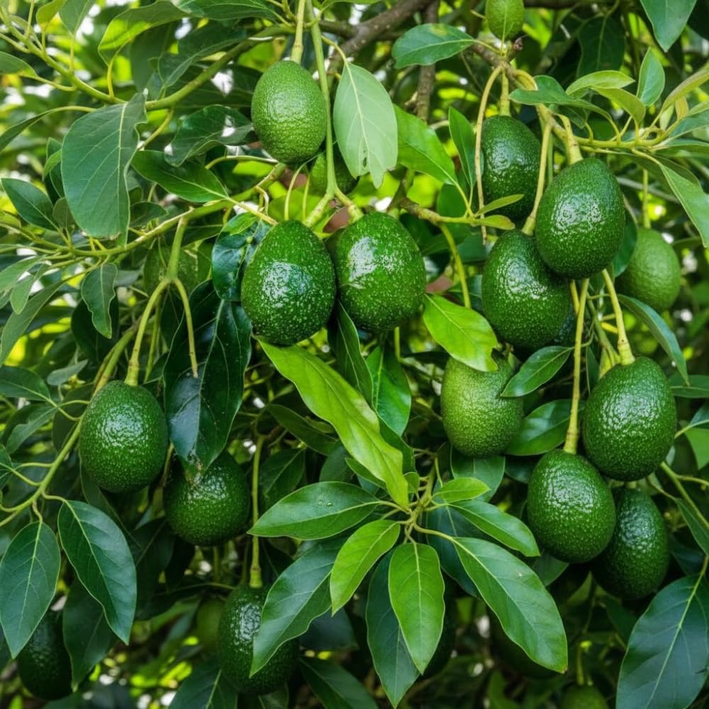 Avocado Tree Live Plant, Little Avocado Plants Live in 3 Gallon Pot, Cold Hardy, Dwarf Fruit Tree for Outdoor Planting