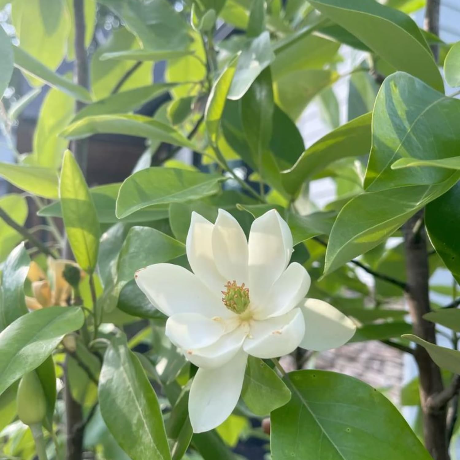 Sweetbay Magnolia Tree Live Plant, Fragrant Perennial Ornamental Plants in 3 Gal Pot, 2-3 Ft Tall, Outdoor Planting, No Ship to CA