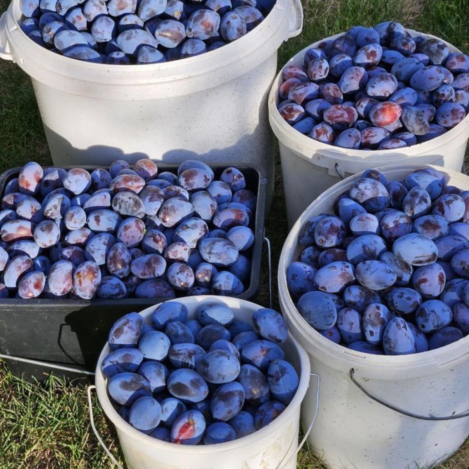 Dark Purple Plum Tree 3-4 Ft Tall, 2 Years Old Sweet Plum Fruits, Cold Hardy, Bareroot, Ready for Growing Outdoors