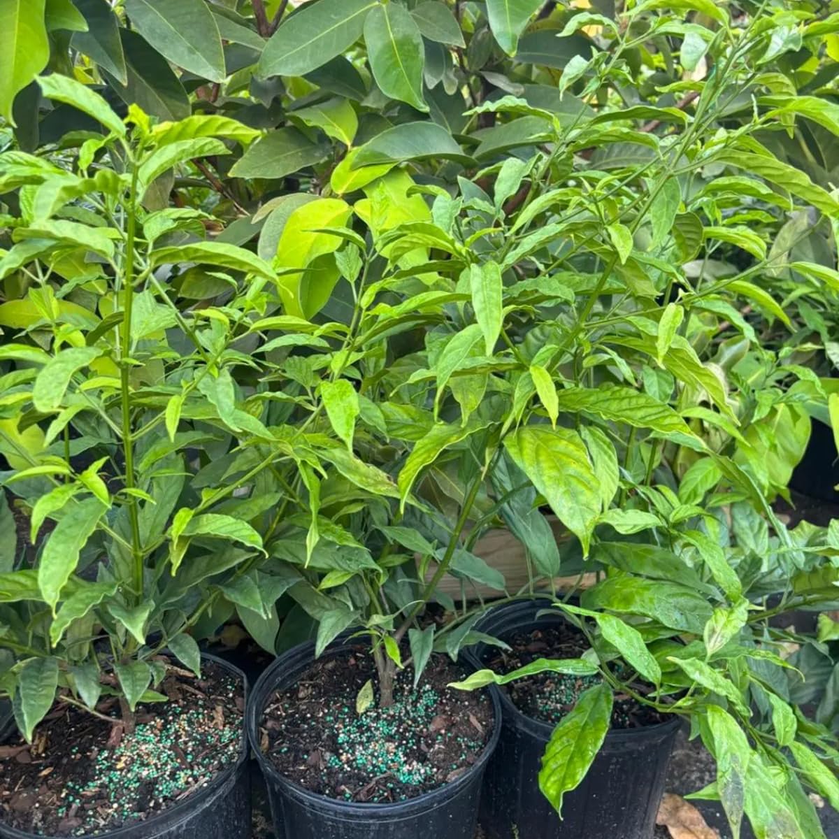 Clerodendrum Smithianum Plant, 1-2 Ft Tall, 3 Gallon Pot Fragrant Light Bulb Chain of Glory Flowers Vine Bush, Clerodendrum Plants, Well Rooted for Planting Outdoor