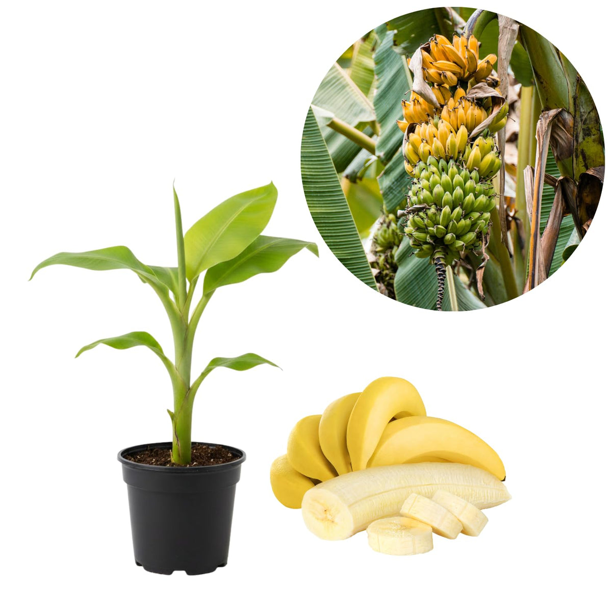 Cavendish Banana Tree Live Plant, Dwarf Banana Fruit Plant Well Rooted, 5 to 7 Inch Tall, No Pot