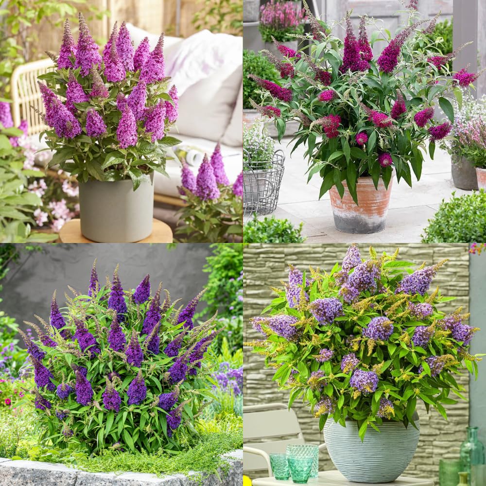 2 Butterfly Bushes Live Plants, Perennial Butterfly Bush for Outdoor Garden, Container Growing 4-7 Inches (Assorted)