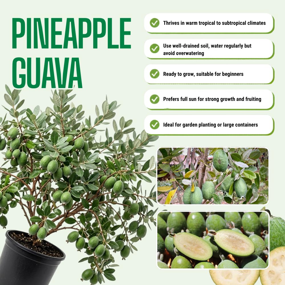 Pineapple Guava Plant Live, Hardy Tropical Guava Plant 3-4 Feet, Guava Fruit Tree Well Rooted in 3 Gallon Pot, No Ship to CA