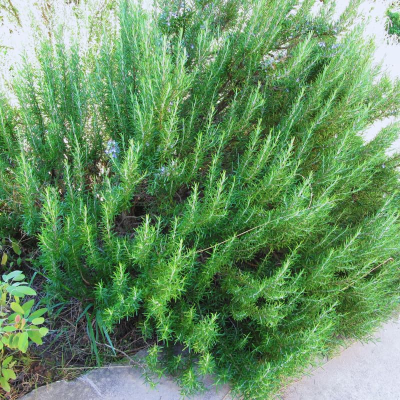 Pack 3 of Rosemary Plants Live, Live Blue Rosemary Plants, 4 Inc Tall, Fragrant Herb Plant, Easy to Plant