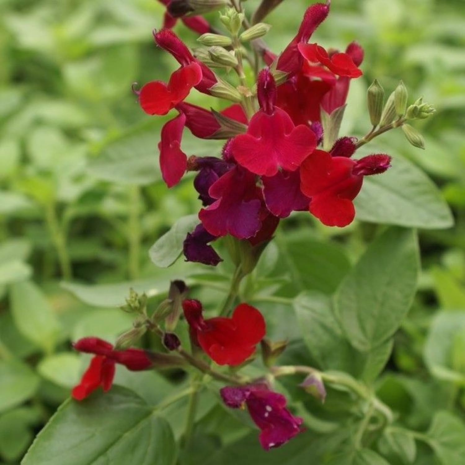 Set 3 Salvia Plants Live, Well Rooted 4-6 Inches, Vibrant, Fragrant Flowering Shrubs for Garden or Containers (Red)