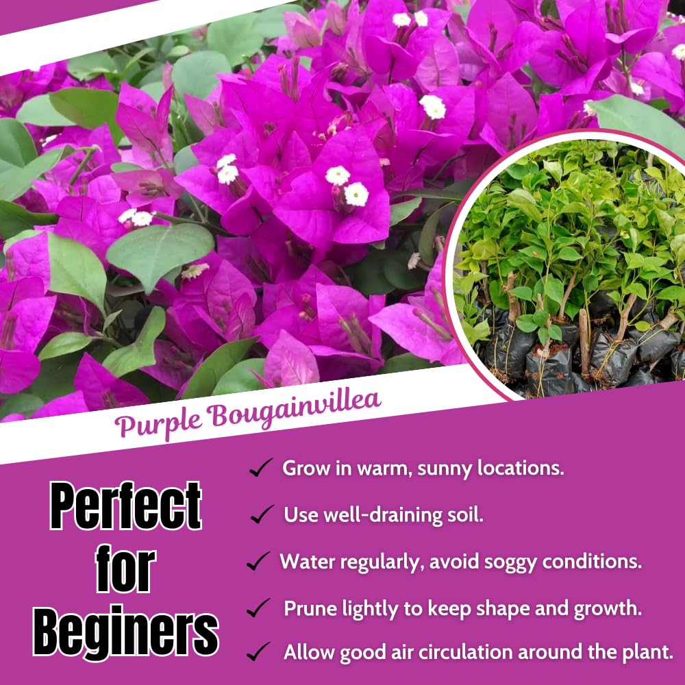 2 Bougainvillea Plants Live, Bougainvillea Flower Vine Plant, Indoor Outdoor Garden 4-7 Inches (Purple)