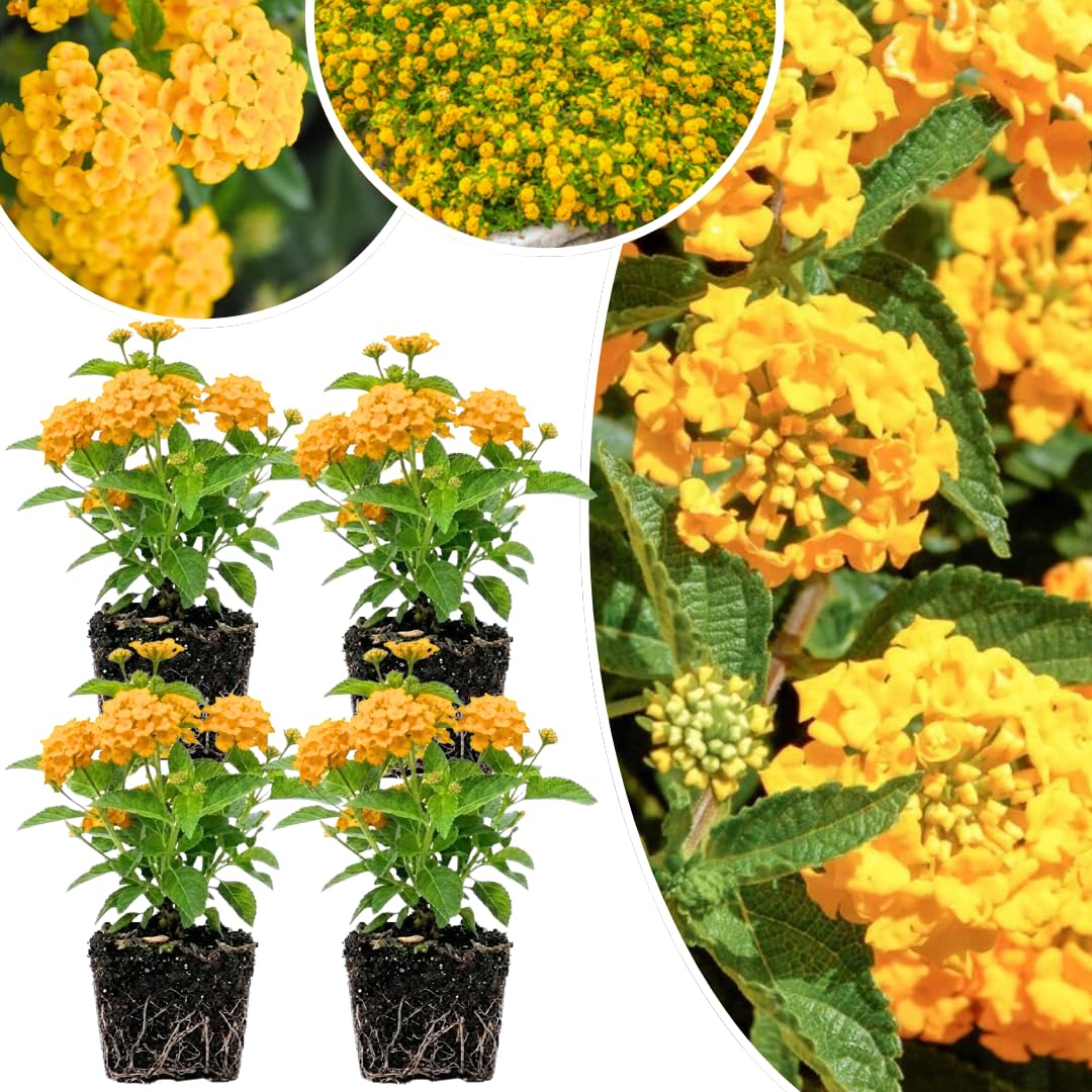 Pack 4 Lantana Plants Live for Planting, Trailing Live Plants 4-9 Inch Tall, Perennial Lantanas Flowers Indoor Outdoor (Yellow Lantana)