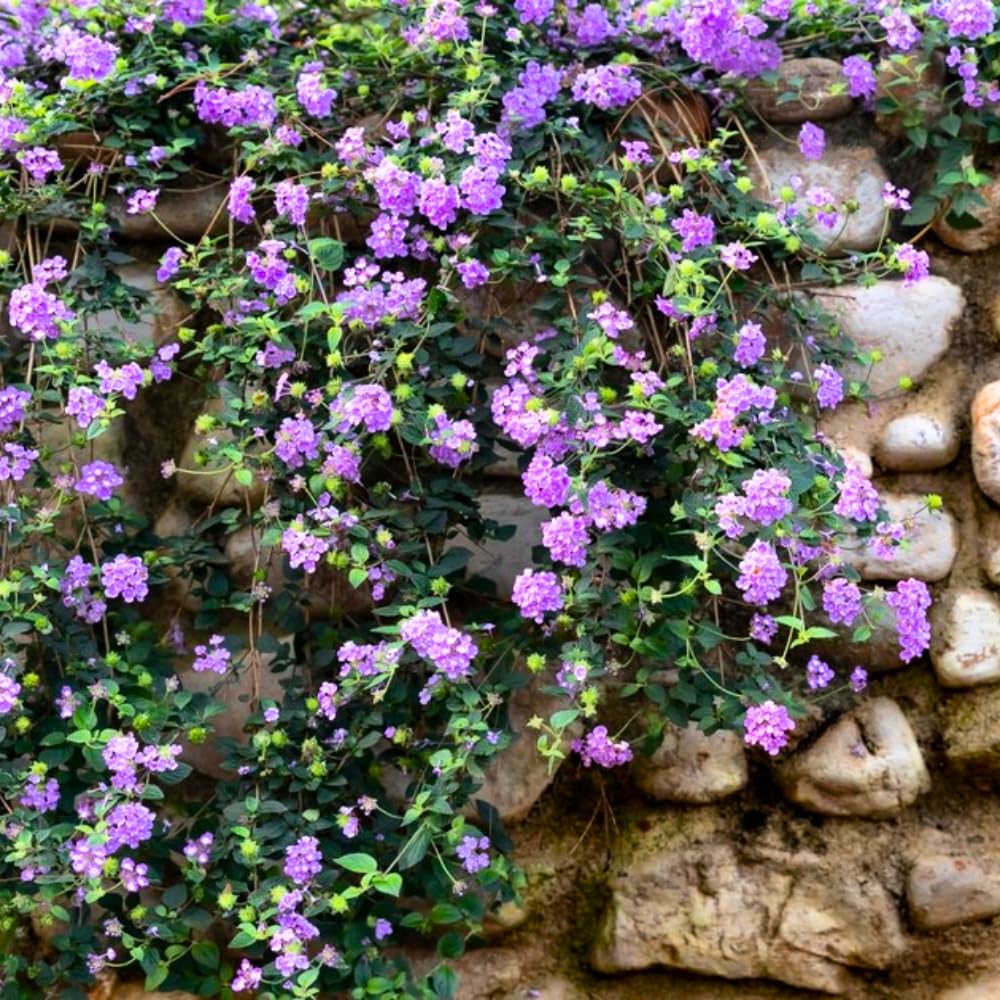 2 Lantana Plants Live, Lantanas Live Plants for Planting Indoor Outdoors, Perennial Flowers, 4-9 Inch Tall Well-Rooted (Lavender Lantana)