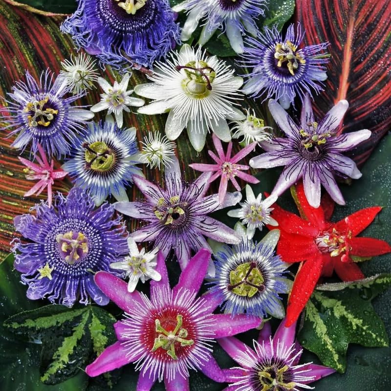 Mixed Passion Flower Plant Live, Passiflora Vine for Garden, 4-8" Tall, Hardy Flowering Vine for Garden or Trellis