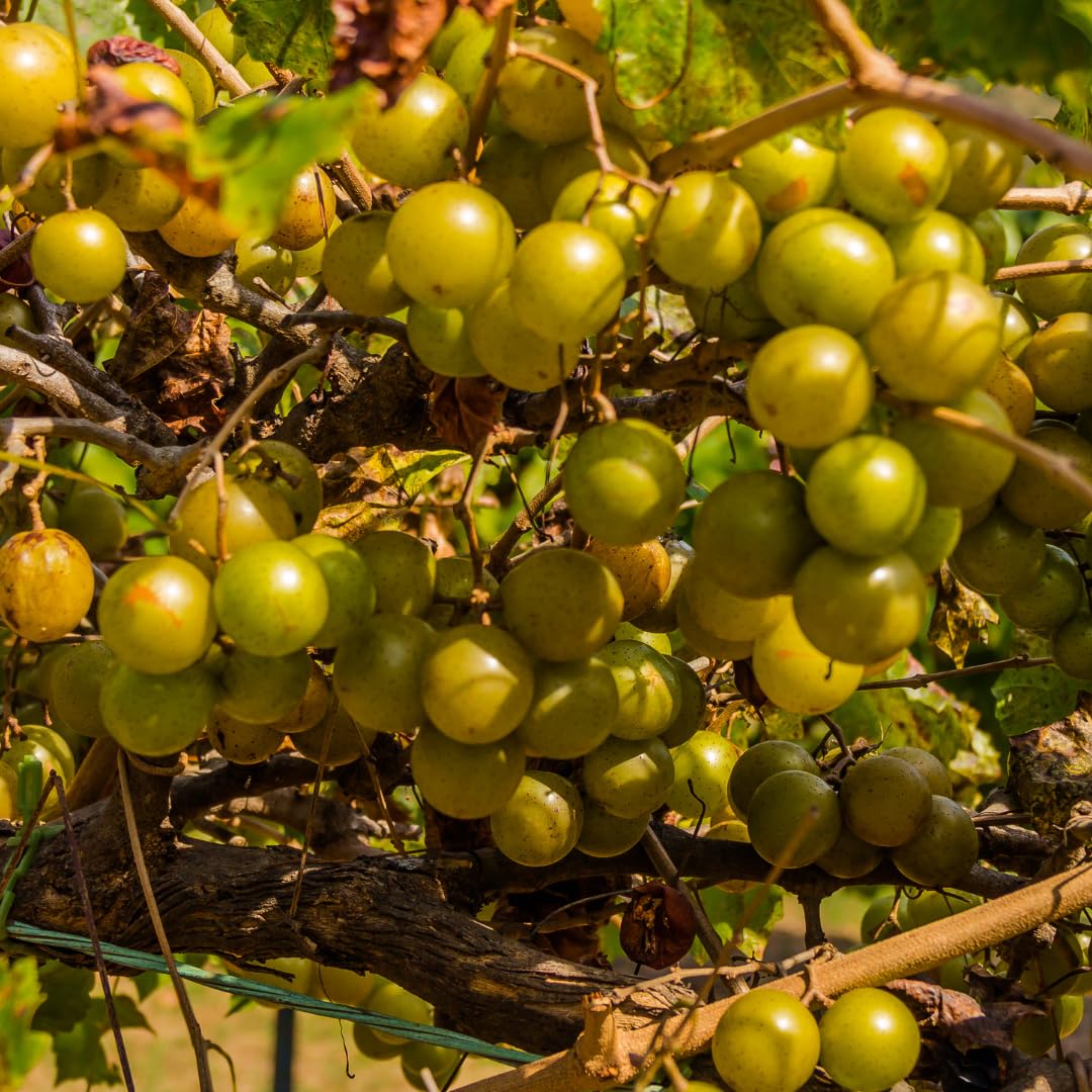 4 Seedless Muscadine Grape Plants Live, Grape Vines for Outdoor Planting, 4-6" Tall Hardy Fruit Plants for Outdoor Garden Vineyard