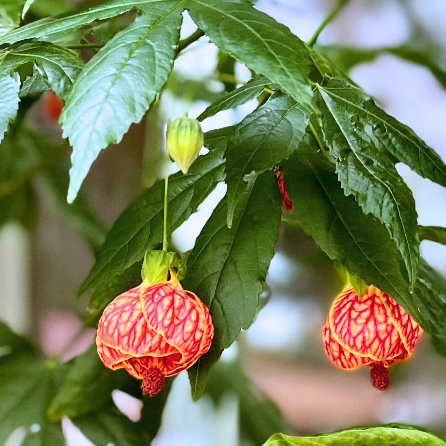 Set 2 Abutilon Plants Live, Trailing Abutilon Vine Hanging Lantern Flowers, 5-9 Inch Tall Indoor Outdoor (Orange Abutilon)