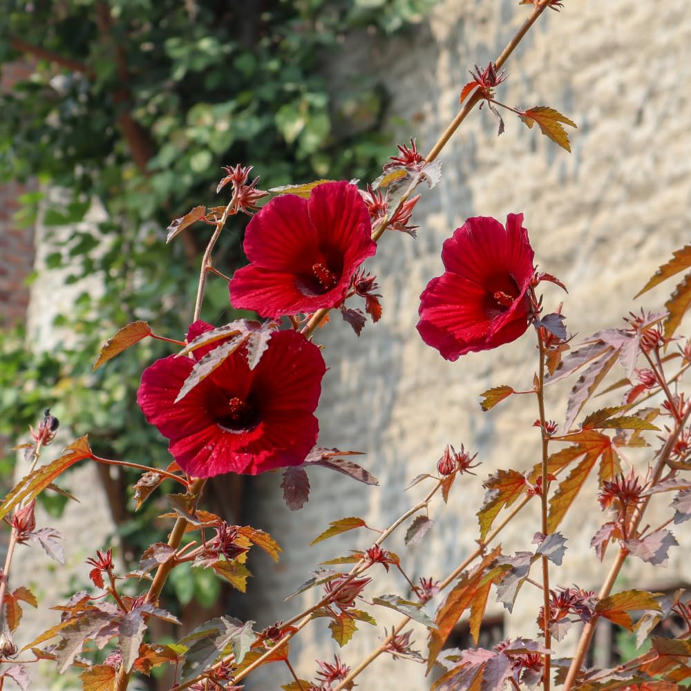 Set 2 Hardy Cranberry Hibiscus Plants, Red Hibiscus Flowering Plants, Indoor Outdoor Growing 4-6 Inches