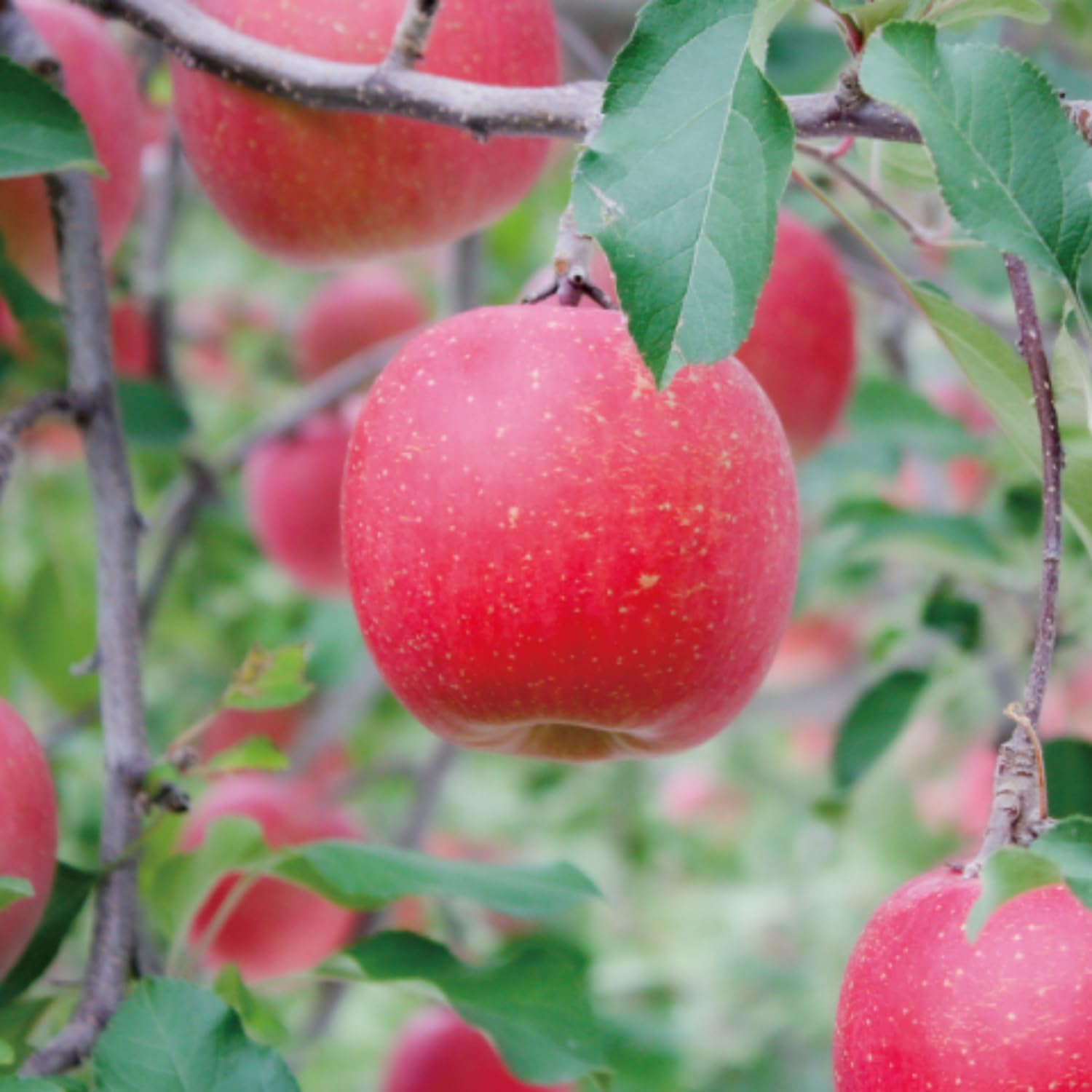 Apple Plant Live, Honey Crisp Apple Tree Live Plant for Home Orchard, 2 Feet Tall, Tropical Fruit Plant for Gardening