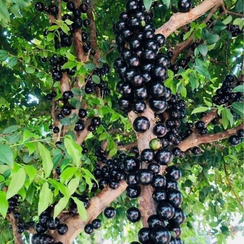 No CA, Sweet Black Jaboticaba Tree Live Plant, 2-3 Feet Tall, Jaboticaba Fruit Plants Live in 3 Gallon Pot, Jabuticaba Grapetree for Planting Outdoor Indoor, No Ship to CA