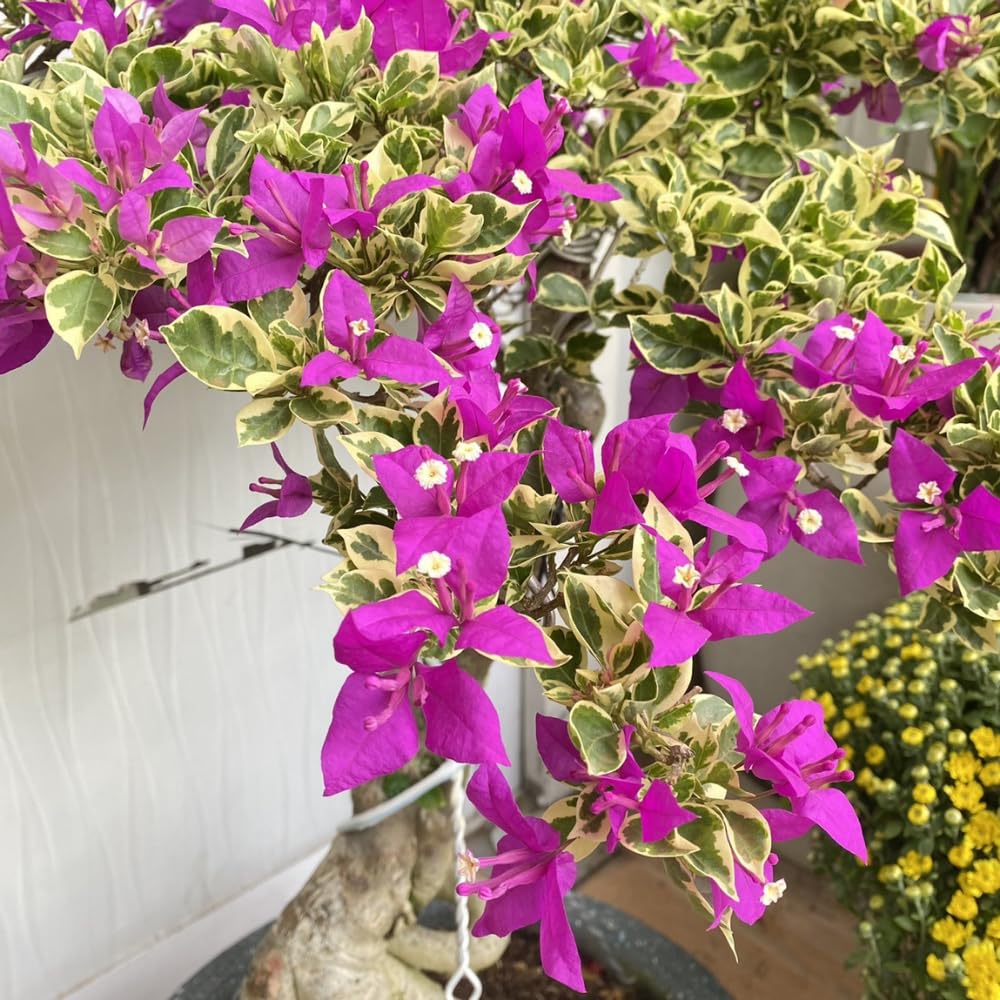 Set of 2 Bougainvillea Plants, Tropical Flowering Bougainvillea, Colorful Perennial Blooms, 5-8 Inches Tall for Indoor or Outdoor Planting (Variegated Purple Bougainvillea)