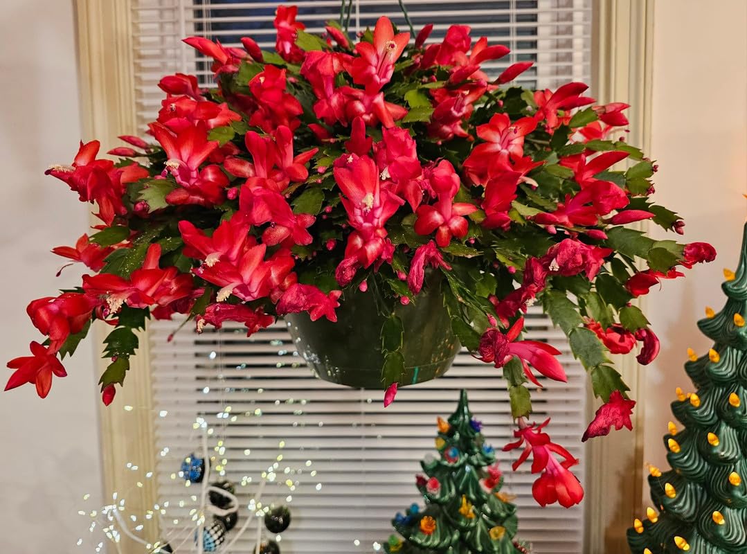 Red Christmas Cactus Plants Live, 4 to 6 Inch Tall Live Christmas Cactus Bare Roots, Perennial Well Rooted Flower Plants, Holiday Houseplant, No Pot