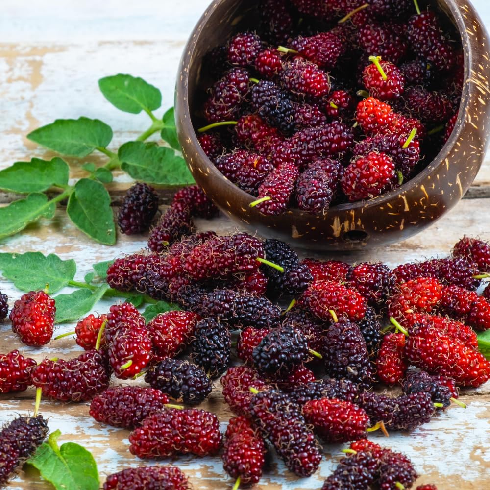 Red Mulberry Fruit Tree Live Plant, Sweet Edible Fruit Tree, 4-8 Inch Tall
