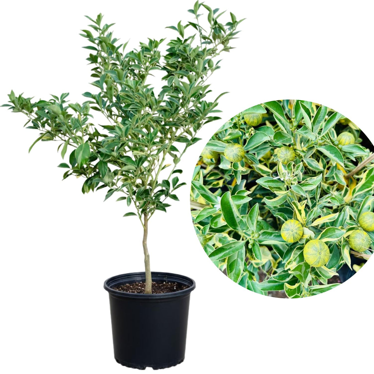 Variegated Kumquat Tree in 3 Gallon Pot, Kumquat Trees Live Plant Potted, Citrus Fruit Tree for Home Patio or Outdoor Planting