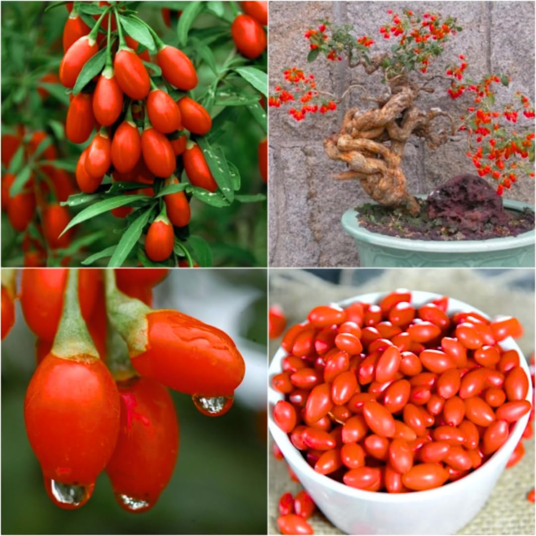 Sets 2 Starter Goji Berry Trees Live Plants, 6 to 10" Tall for Gardening, Red Goji Berries