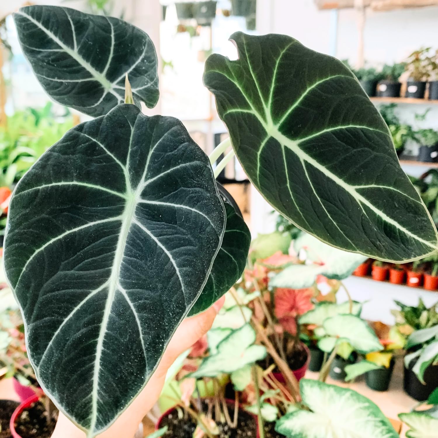 Black Velvet Alocasia Live Plant, Black Alocasia Houseplant Indoor Home Garden, Rare Alocasia Plant, No Pot