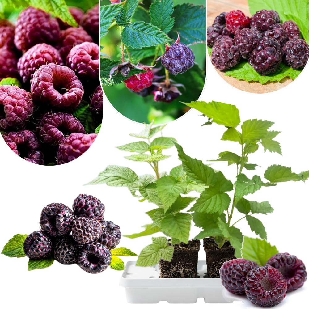 2 Glencoe Thornless Raspberry Plants Live, Sweet Raspberry Bush Shrub to Grow, Well-Rooted 4-8" in Tall, Cold Hardy