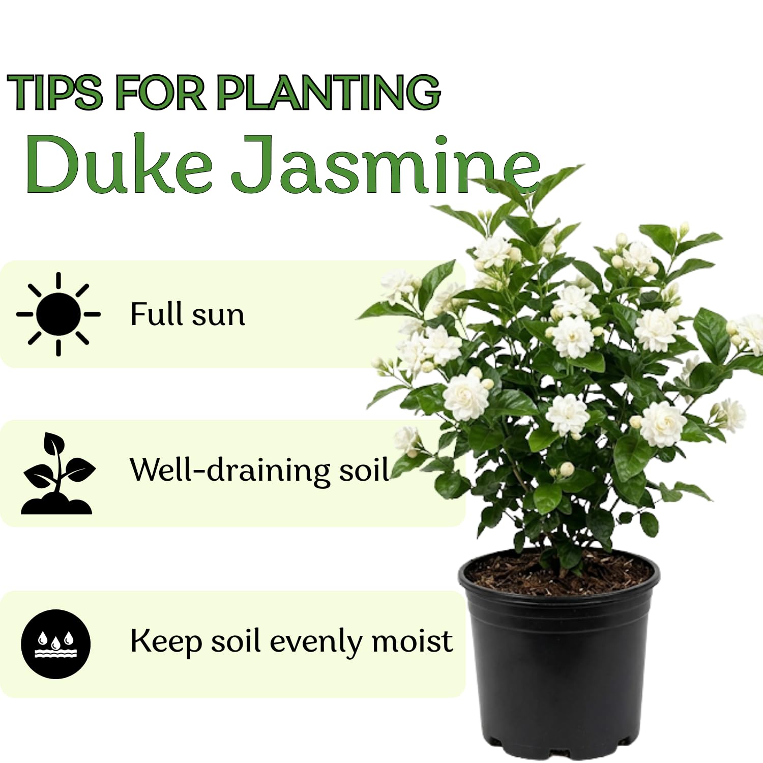 Duke Jasmine Live Plant, Fragrant Climbing Vine, White Flower Blooms, 2-3 Feet Tall in 3 Gallon, Indoor Outdoor Garden, No Ship to CA