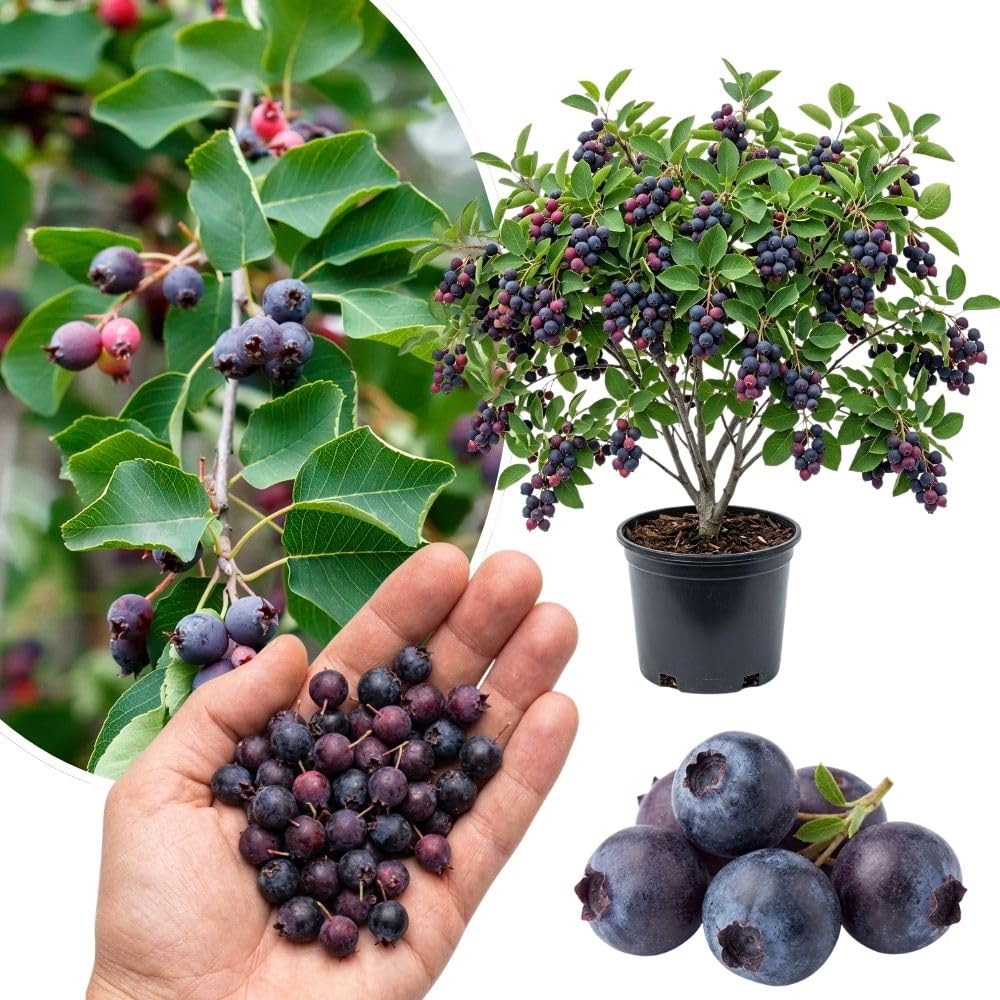 Edible Serviceberry Plant 6-12 Inch Tall