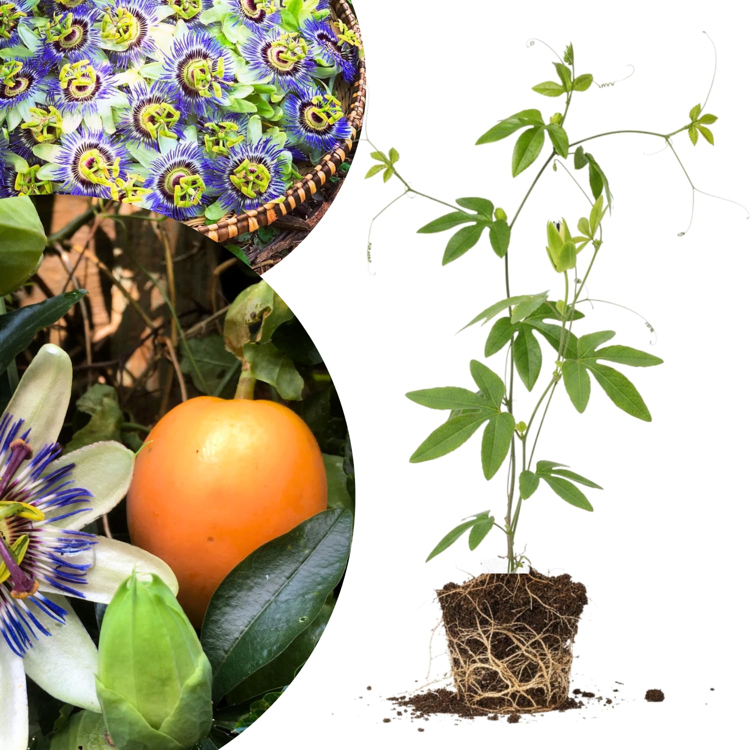 Blue White Passion Flower Plant Live, Passiflora Vine for Garden, 4-8" Tall, Hardy Flowering Vine for Garden or Trellis