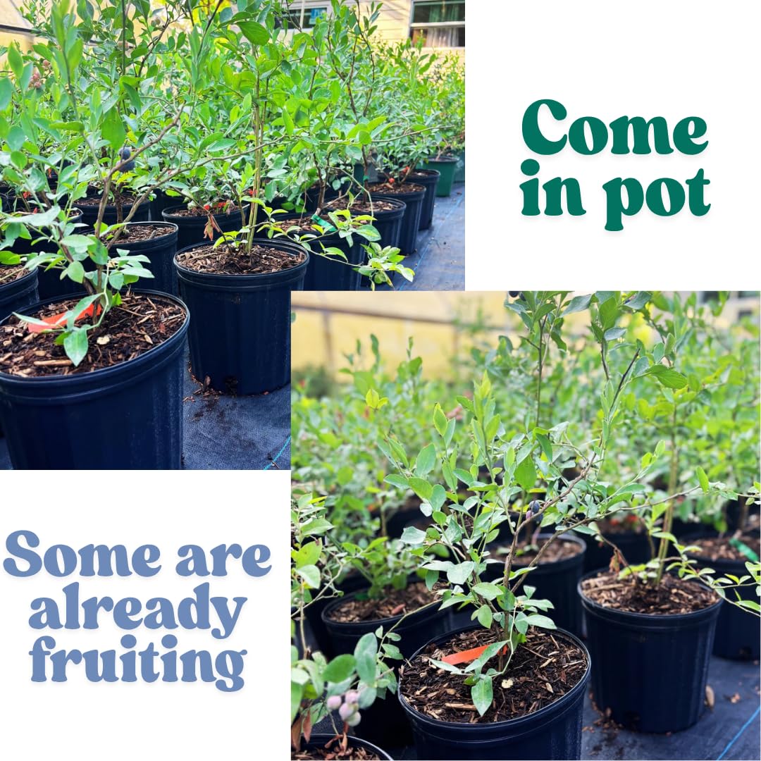 2 Year Old Blueberry Bush Tree Live Plant 1-2Feet Tall in 1 Gallon Pot, Blueberries Plants, High Yielding, Ready to Fruit