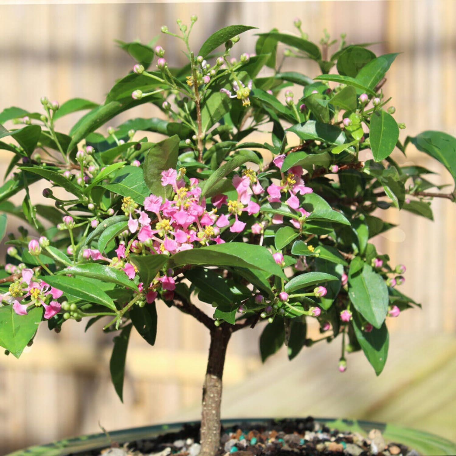 Dwarf Barbados Cherry Plant Live, Acerola Red Cherry Seedlings, 5-9” Tall, Cherry Fruit Trees for Backyard
