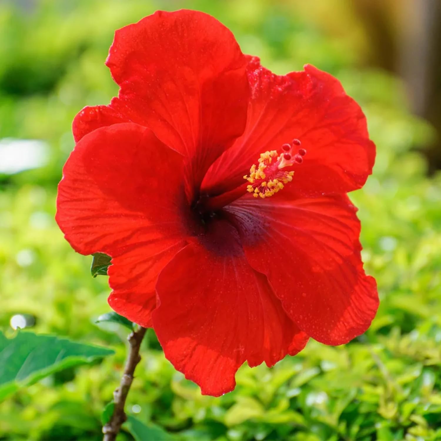 Set 4 Hibiscus Plants Live, Tropical Flowering Shrub, 4-8" Tall, Cold Hardy Bush (Red Hibiscus)